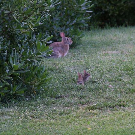 Il Nido Di Gabbiano Pension Scarperia Buitenkant foto